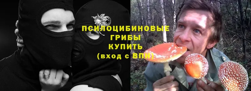 наркотики  Ленинск-Кузнецкий  Галлюциногенные грибы Cubensis 